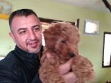 Safkan Poodle Yavruları Burkemden