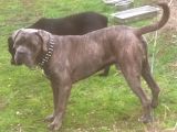 İstanbul Da Safkan Canecorsa Yavrularımız