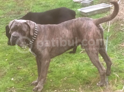 İstanbul Da Safkan Canecorsa Yavrularımız görsel