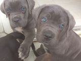 İstanbul Da Safkan Canecorsa Yavrularımız