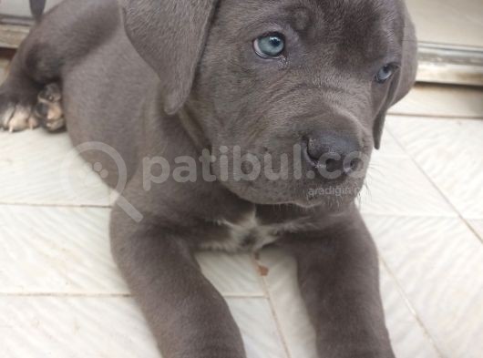 İstanbul Da Safkan Canecorsa Yavrularımız görsel