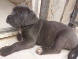 İstanbul Da Safkan Canecorsa Yavrularımız