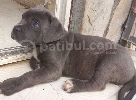 İstanbul Da Safkan Canecorsa Yavrularımız görsel
