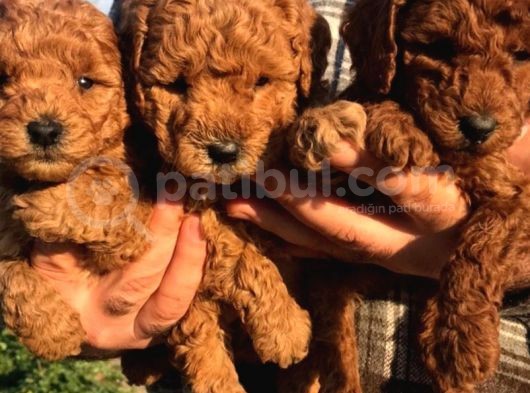 Irkinin En İyi̇si̇ Poodle Yavrular görsel