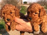 Irkinin En İyi̇si̇ Poodle Yavrular