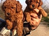 IRKININ EN İYİSİ POODLE YAVRULAR