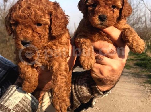 Irkinin En İyi̇si̇ Poodle Yavrular