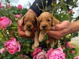 SEVECEN MALTİPOO YAVRULAR