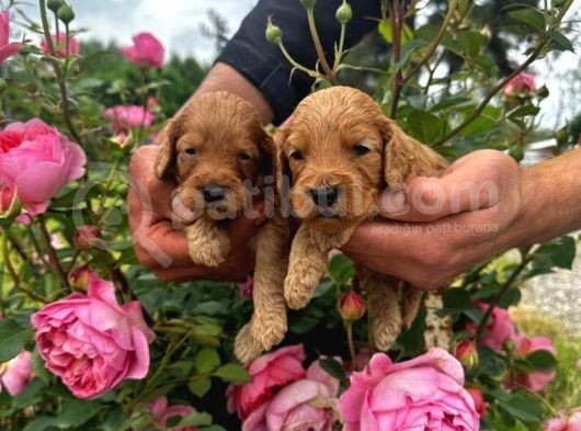Sevecen Malti̇poo Yavrular