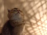 Scottish Fold Golden Tabyy Disi