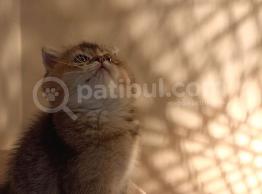 Scottish Fold Golden Tabyy Disi görsel