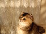 Scottish fold Golden tabyy disi