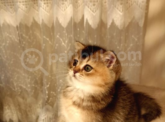Scottish Fold Golden Tabyy Disi
