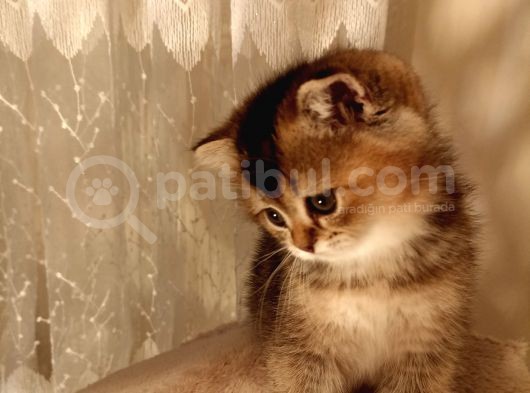 Scottish Fold Golden Tabyy Disi görsel