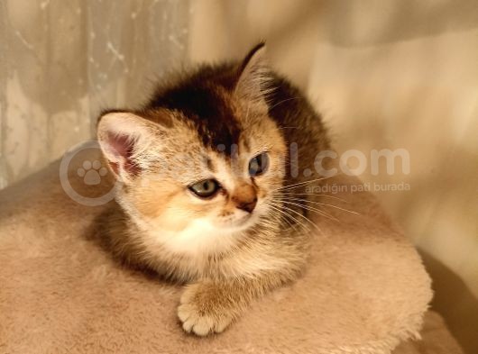 British Sorthair Golden Tabyy görsel