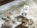 Scottish Fold Golden Tabyy Disi