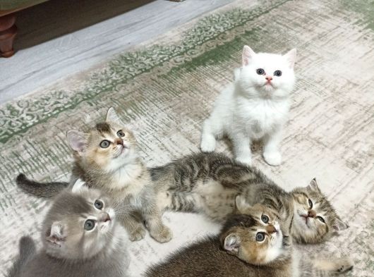 Scottish Fold Golden Tabyy Disi görsel
