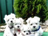 Mini Simli Maltese Yavrular