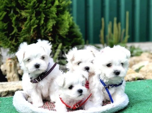 Mini Simli Maltese Yavrular