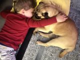 Pug Acil Yuva Arıyorum
