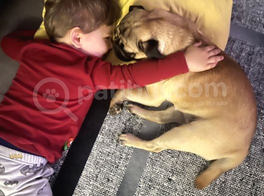 Pug Acil Yuva Arıyorum görsel