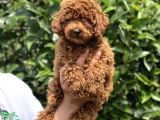Muhteşem dişi red brown toy poodle yavrumuz