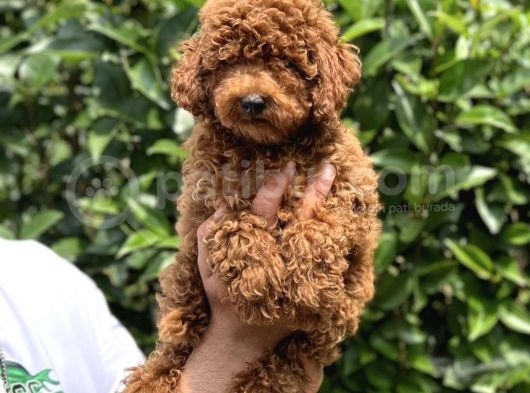Muhteşem Dişi Red Brown Toy Poodle Yavrumuz