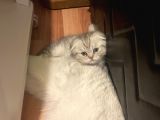 Silver tabby scottish fold erkek yavrumuz