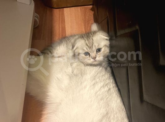 Silver Tabby Scottish Fold Erkek Yavrumuz