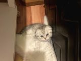 Silver Tabby Scottish Fold Erkek Yavrumuz