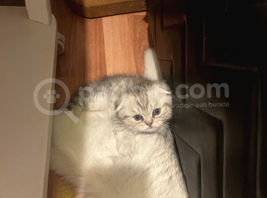 Silver Tabby Scottish Fold Erkek Yavrumuz görsel