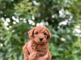 Mükemmel Toy Poodle Bebekleri̇mi̇z