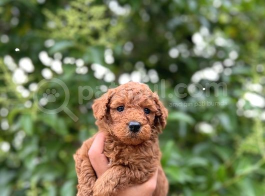 Mükemmel Toy Poodle Bebekleri̇mi̇z görsel