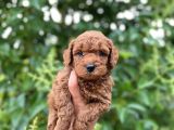 Mükemmel Toy Poodle Bebekleri̇mi̇z