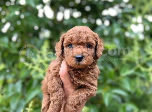 Mükemmel Toy Poodle Bebekleri̇mi̇z görsel