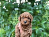 Mükemmel Toy Poodle Bebekleri̇mi̇z