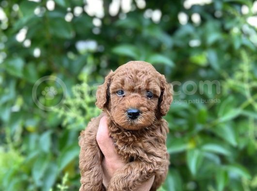 Mükemmel Toy Poodle Bebekleri̇mi̇z görsel