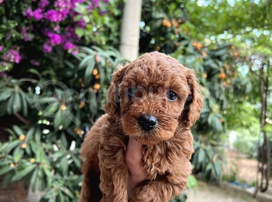 Mükemmel Toy Poodle Bebekleri̇mi̇z