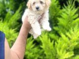 Orjinal Maltipoo Oğlum