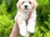 Orjinal Maltipoo Oğlum