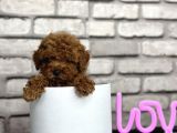 Toypoodle Dünyasi