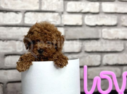 Toypoodle Dünyasi görsel