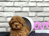 Toypoodle Dünyasi