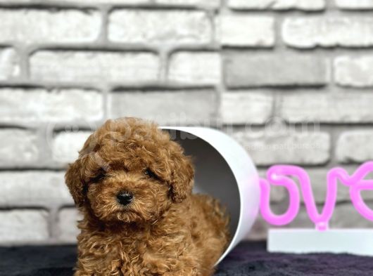 Toypoodle Dünyasi görsel