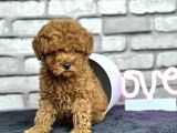 TOYPOODLE DÜNYASI