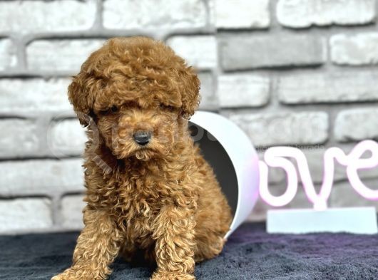Toypoodle Dünyasi