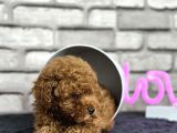 Toypoodle Dünyasi