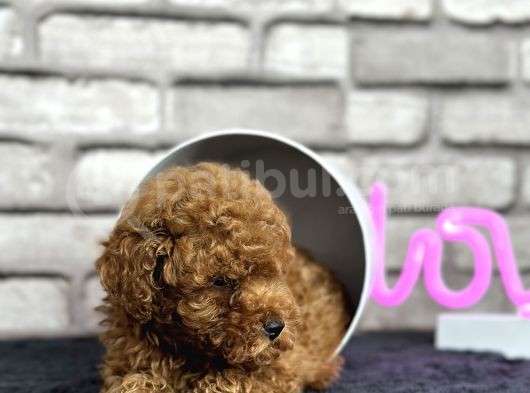 Toypoodle Dünyasi görsel