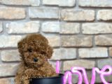 A Kali̇te Toypoodle Dünyasi