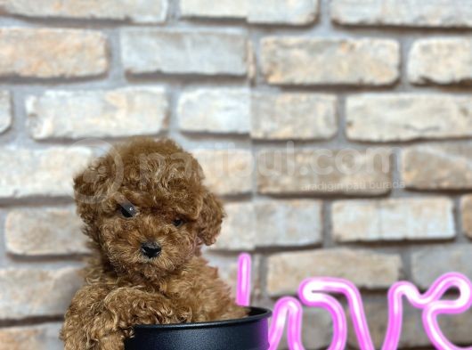 A Kali̇te Toypoodle Dünyasi görsel